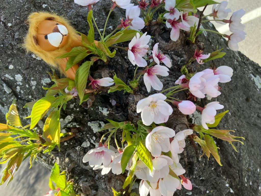 プチライオンのお散歩