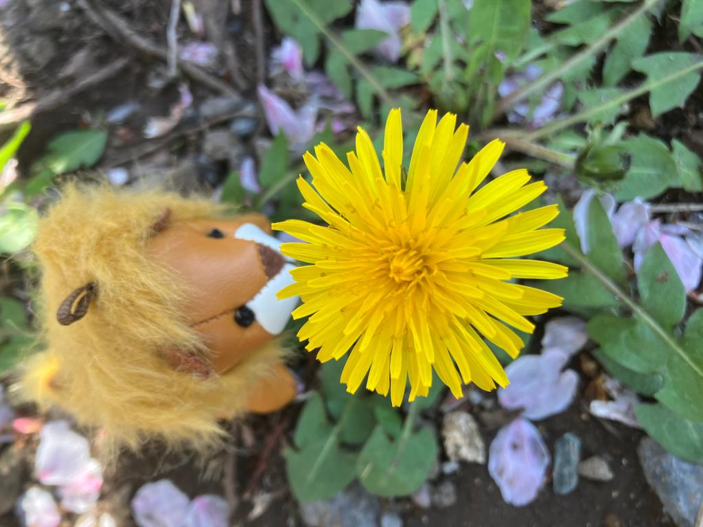 プチライオンのお散歩