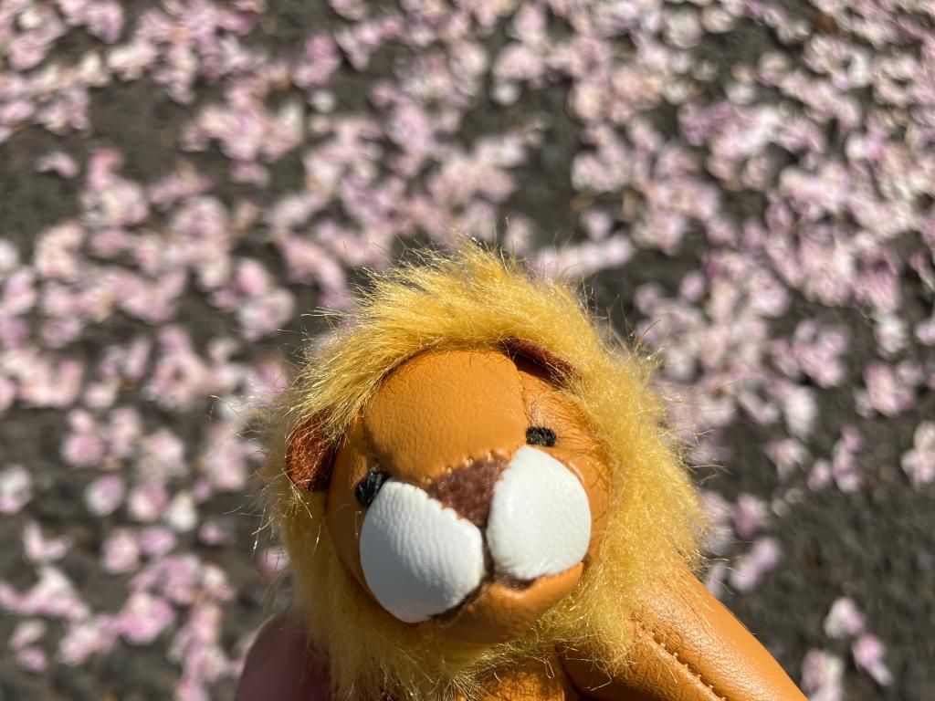 プチライオンのお散歩